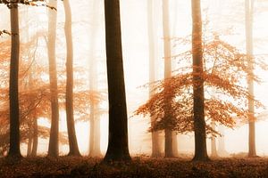 Schatten des Herbstes von Lars van de Goor
