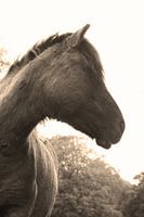 Sepia paard