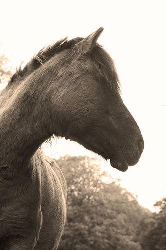Sepia paard