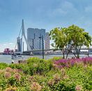 De Erasmusbrug, moderne architectuur Kop van Zuid, Rotterdam, Zuid-Holland, Nederland van Rene van der Meer thumbnail