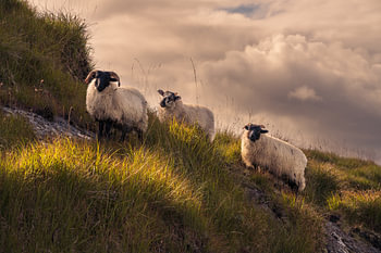 Moutons dans le Connemara en Irlande