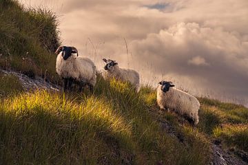 Sheep in the Connemara in Ireland by E Picqtures