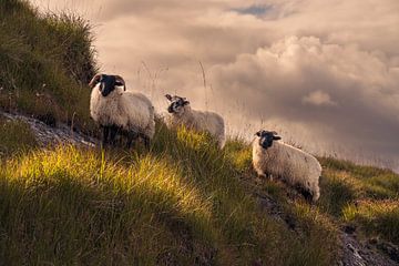 Schapen in de Connemara in Ierland van E Picqtures