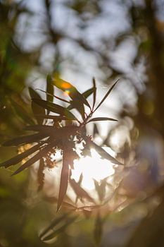 Light through the leaves – an olive branch backlit
