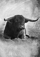 Tierwelt - Schottischer Highlander