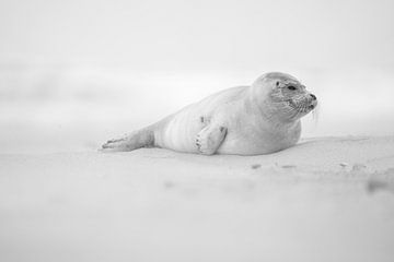 Phoque sur la plage de Texel sur Ronald Timmer