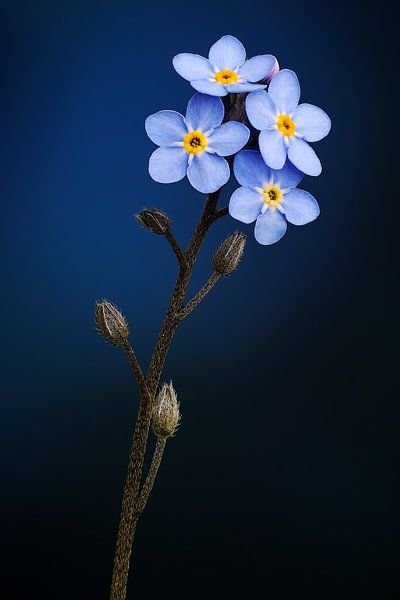 Forget-me-not by Ben Winckelmans