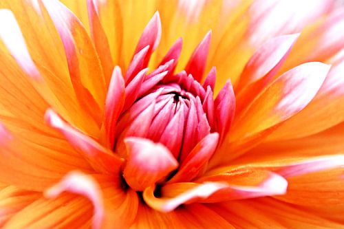 eine rosa Dahlien Blüte