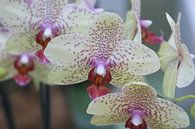 Orchide van Paul Hinskens thumbnail