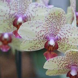 Orchidee von Paul Hinskens