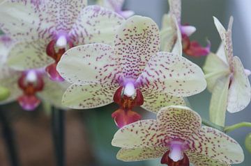 Orchidee von Paul Hinskens