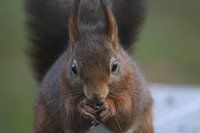 Eichhörnchen aus der Nähe