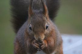 Eichhörnchen aus der Nähe von Sandy Kruf