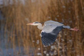 Vliegende reiger van Wil van der Velde