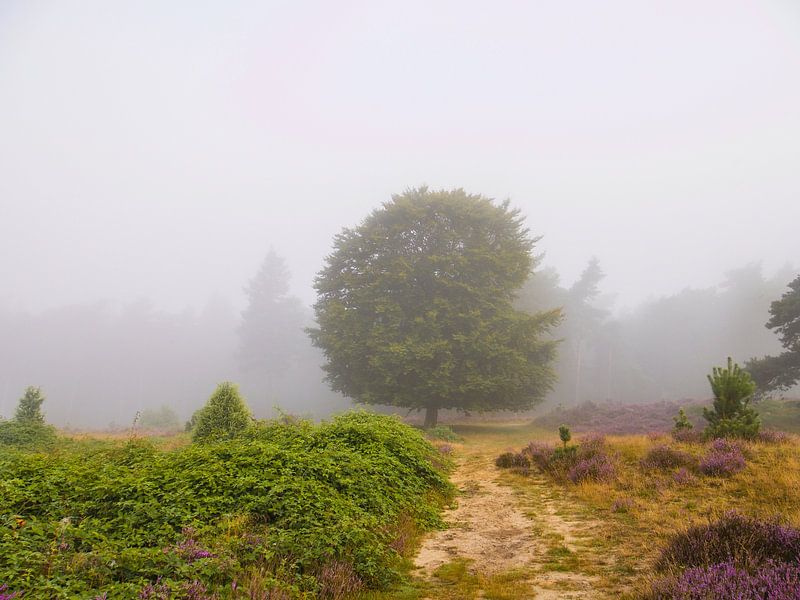 boom van snippefotografie