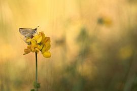 Butterfly on yellow flower by Gonnie van de Schans