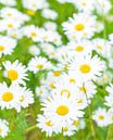 Margrieten veldbloemen (Leucanthemum vulgare) in een weide van Sjoerd van der Wal Fotografie thumbnail