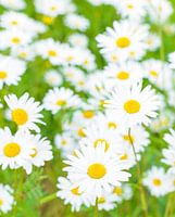 Ochsenaugegänseblümchen (Leucanthemum vulgare) in einer Frühjahrwiese