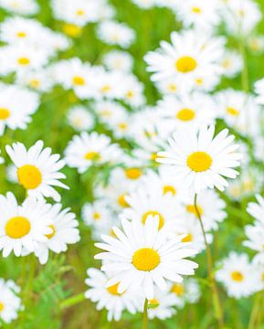Margrieten veldbloemen (Leucanthemum vulgare) in een weide van Sjoerd van der Wal Fotografie