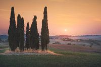 Sunset landscape in Maremma. Bibbona
