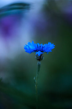 Natur in der Stille