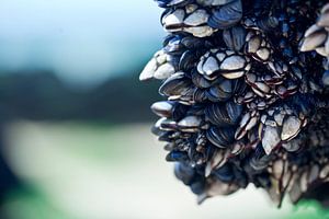 Entenmuscheln