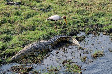 Krokodil Chobe National Park van Merijn Loch