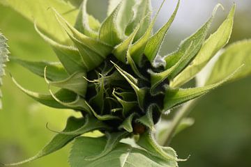 The beginning of a sunflower by Claude Laprise
