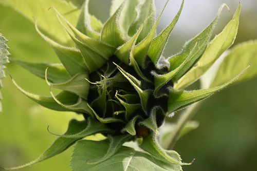Het begin van een zonnebloem