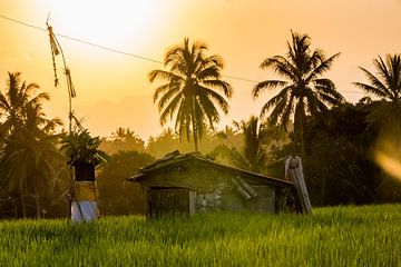 Uitzicht op een hut in de rijstvelden van Ubud in Indonesie van Michiel Ton