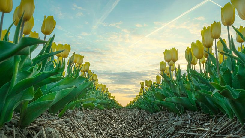 Bloemenveld Urk par Jeroen Weideman