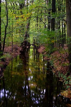Un ruisseau dans la forêt sur Gerard de Zwaan