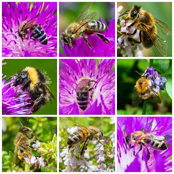 Bijen en hommels in de tuin - Collage van Photo Art Thomas Klee