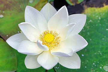 Heilige Lotus/Indische Lotus van Eduard Lamping