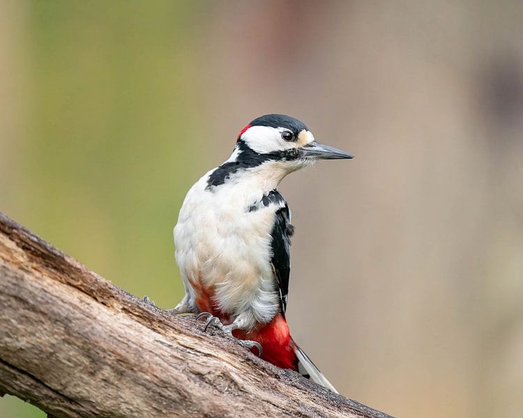 Great Spotted Woodpecker by Eva Fontijn