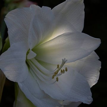 Het licht gevangen in een puur witte amaryllis van Jolanda de Jong-Jansen