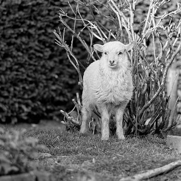 Lief pasgeboren klein wit lammetje