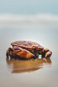 Een krab aan de Noordzeekust van Florian Kunde