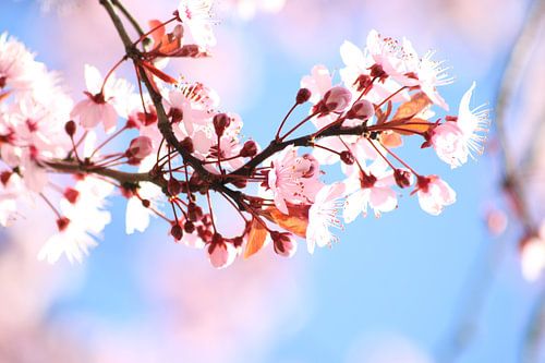 Roze bloesem, lente, voorjaar