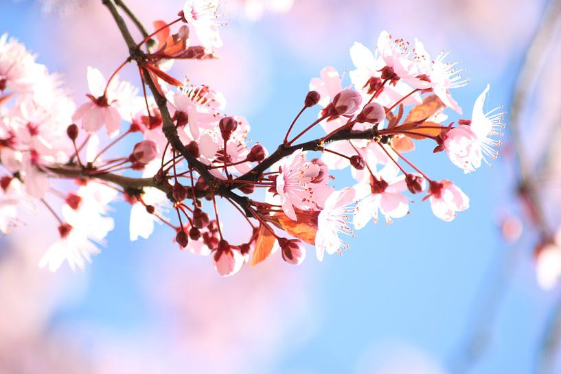 Roze bloesem, lente, voorjaar by Wilma Meurs