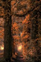 Fairy tale avenue