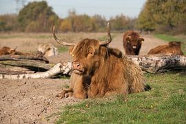 Scottish highlanders, Huis ter Heide in Brabant by Evelien Huisman