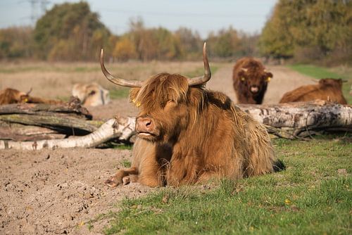 Scottish highlanders, Huis ter Heide in Brabant