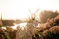 Vochtig gras in de ochtendzon