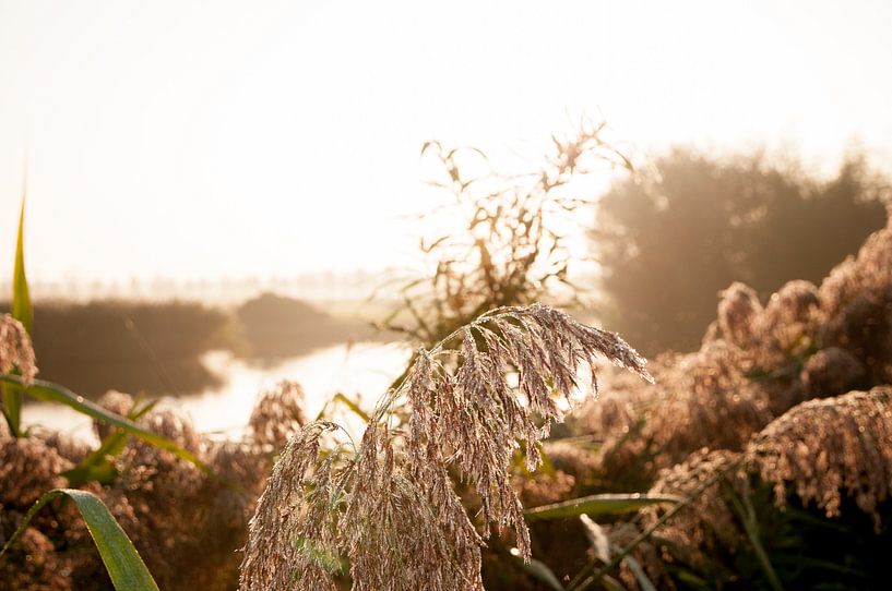 Damp Gras am Morgen von Thomas Poots