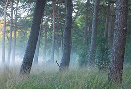 Sunrise Dwingelderveld - Drenthe (Netherlands) by Marcel Kerdijk