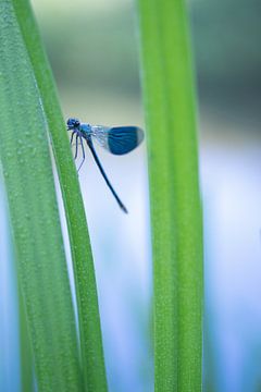 Weide-Bachlibelle hängt am Schilf