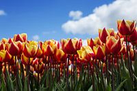 Hollands tulpenveld