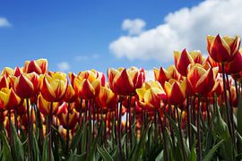 Hollands tulpenveld van Saskia Bon
