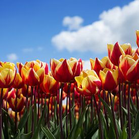 Hollands tulpenveld van Saskia Bon